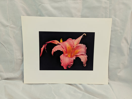 Pink & Orange Lily