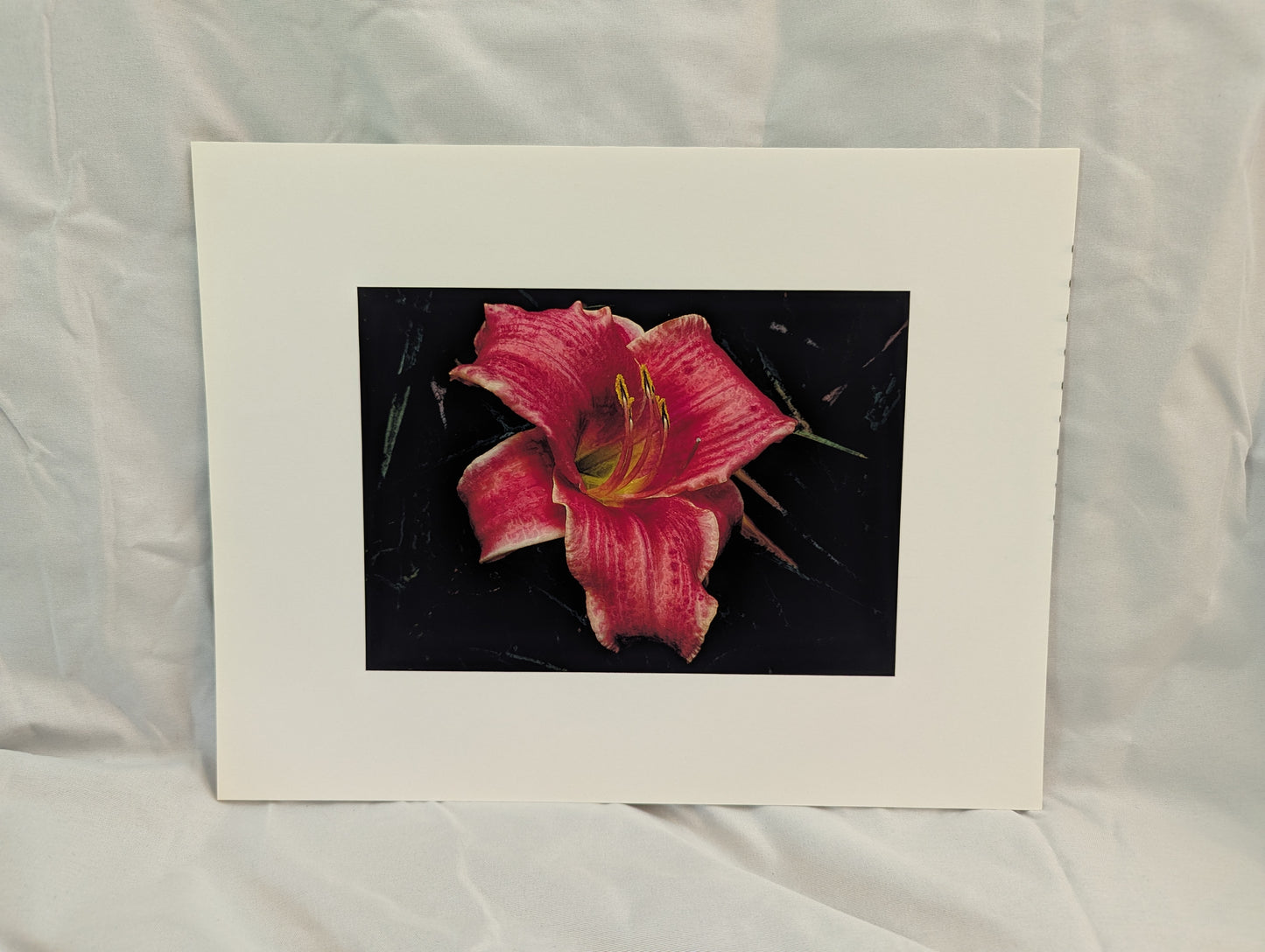 Open Pink Lily