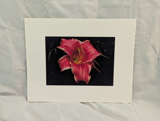 Open Pink Lily