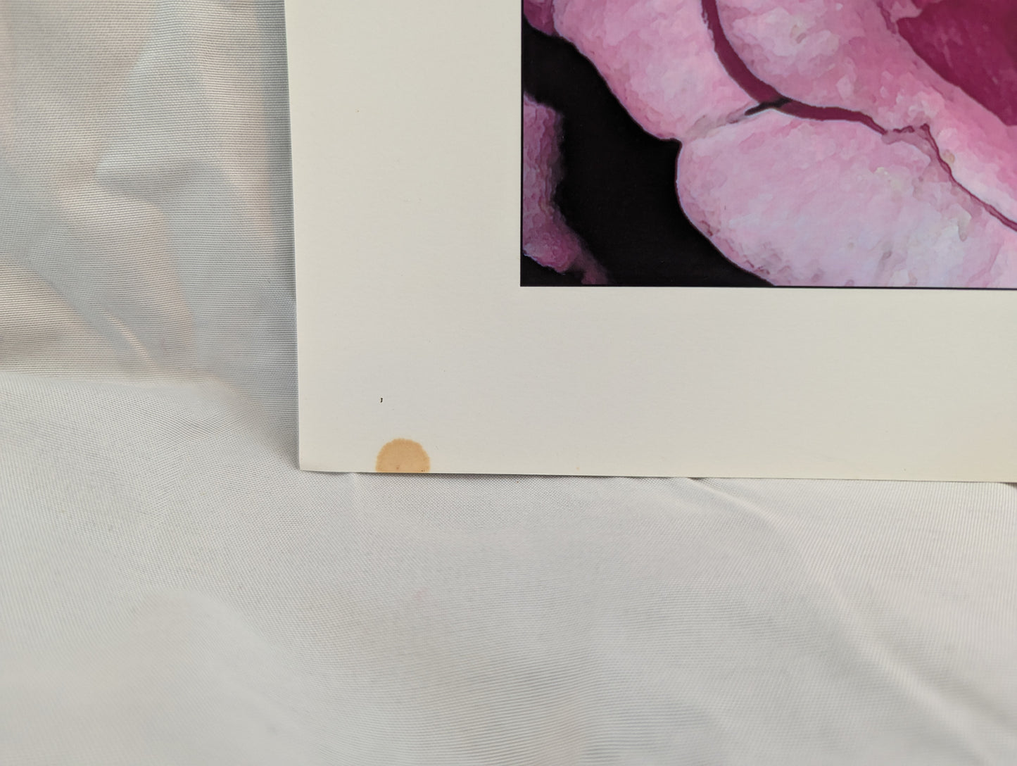 Closeup Rose