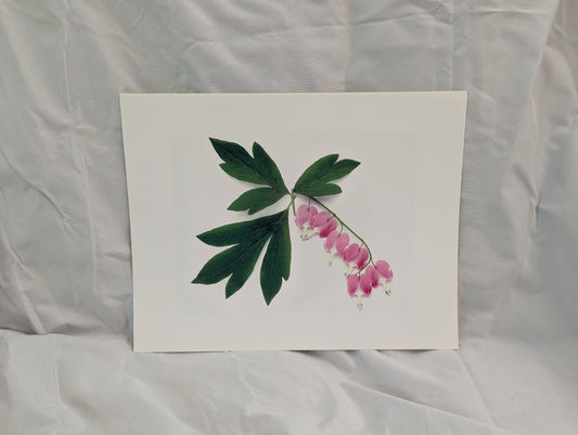 Pink Bleeding Heart