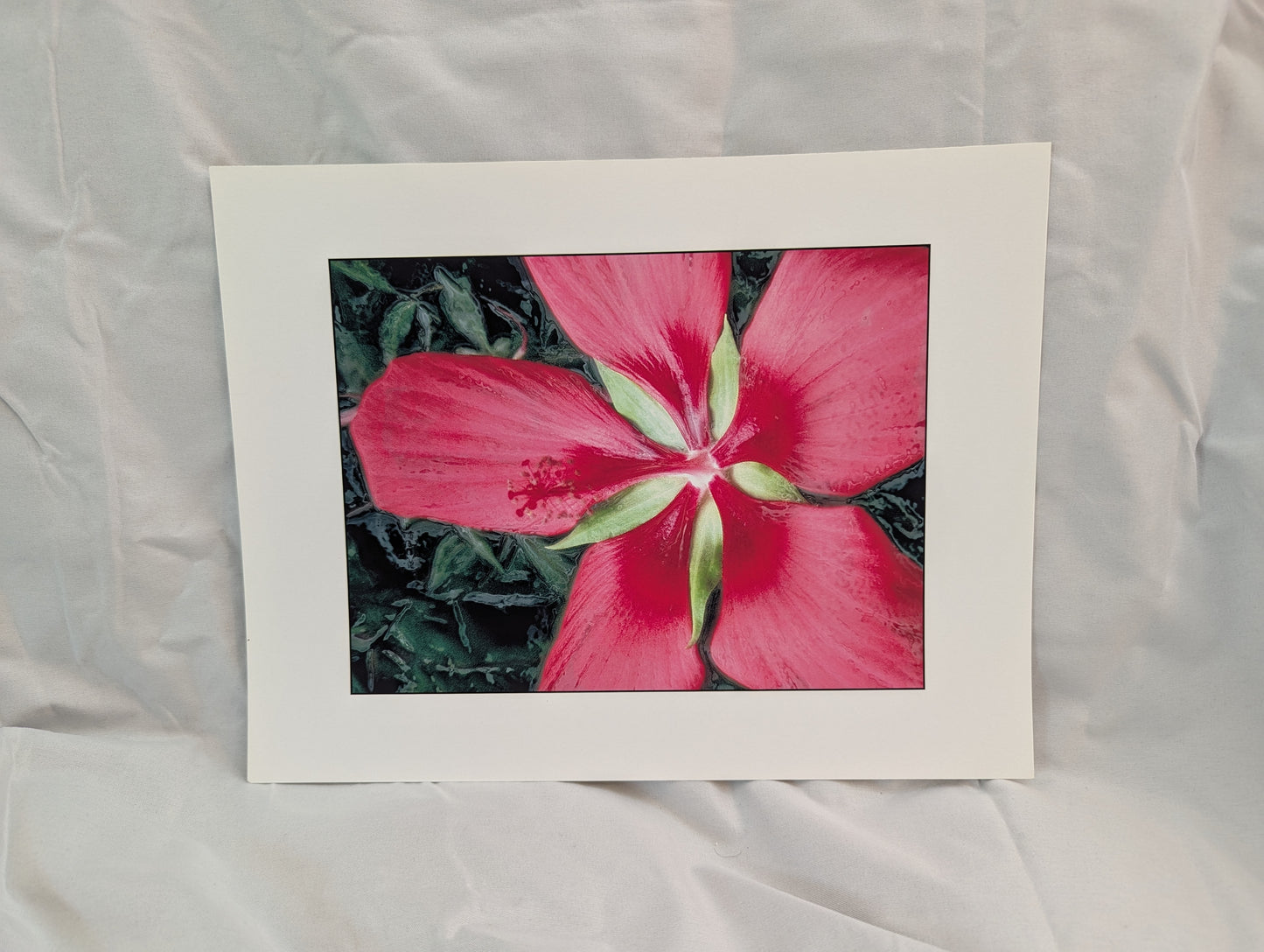 Scarlet Rosemallow