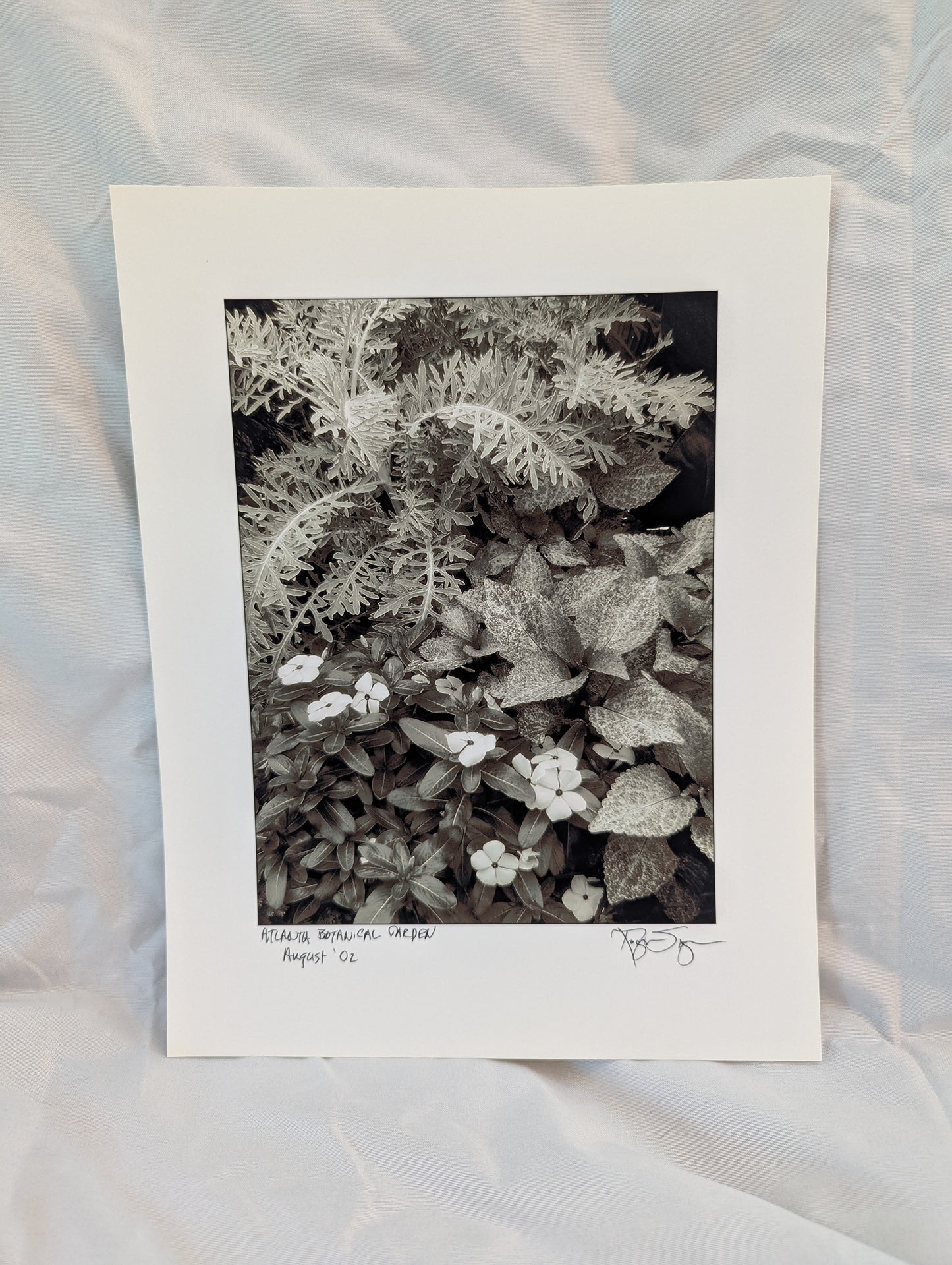 White & Green 2002