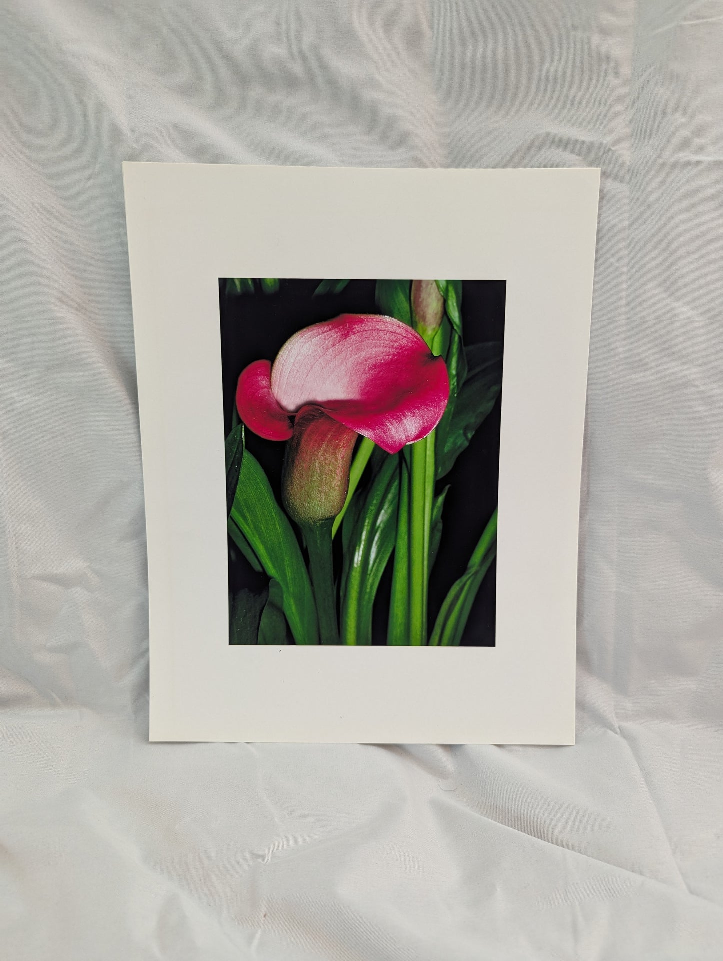 Pink Callas