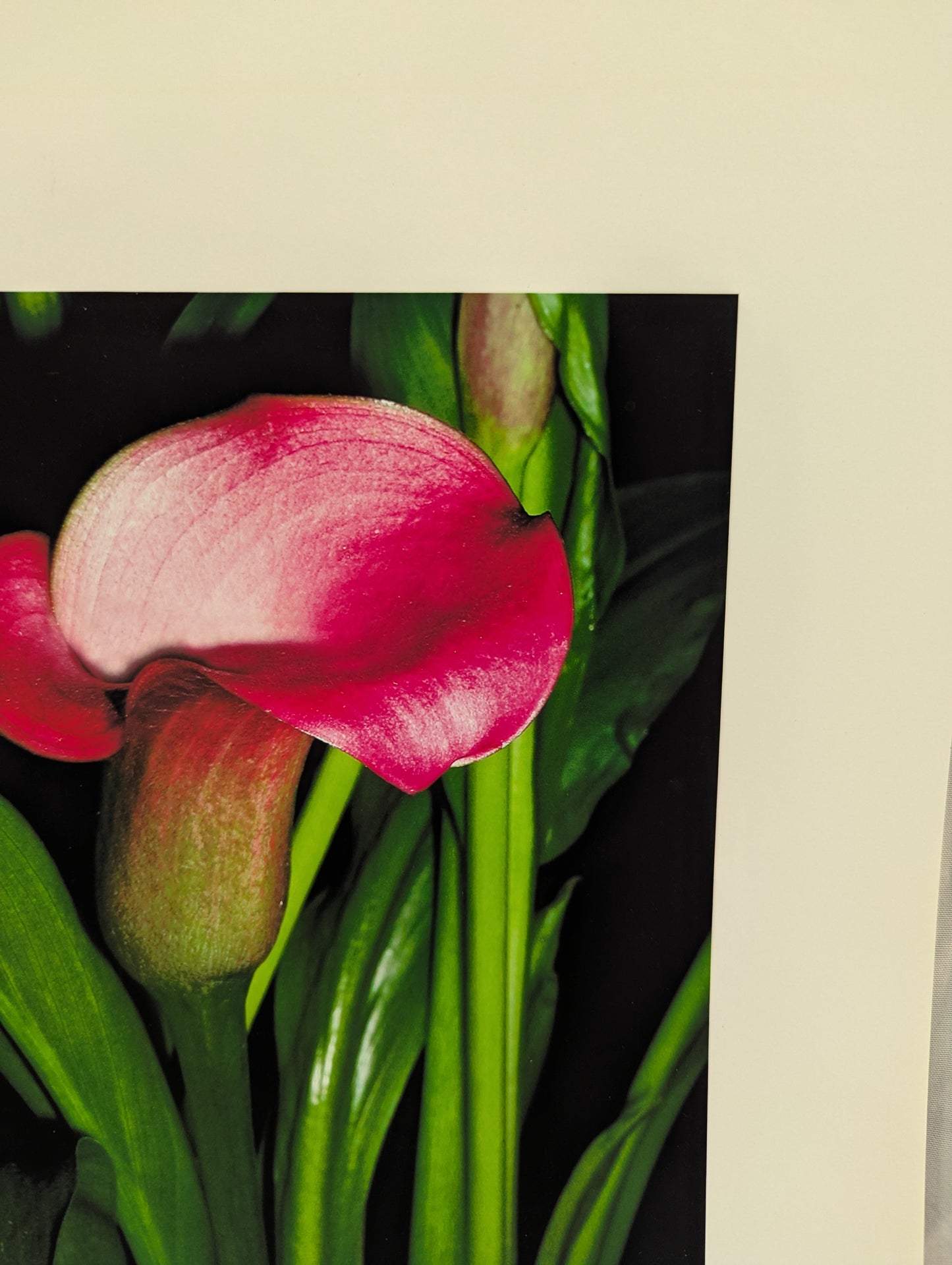 Pink Callas