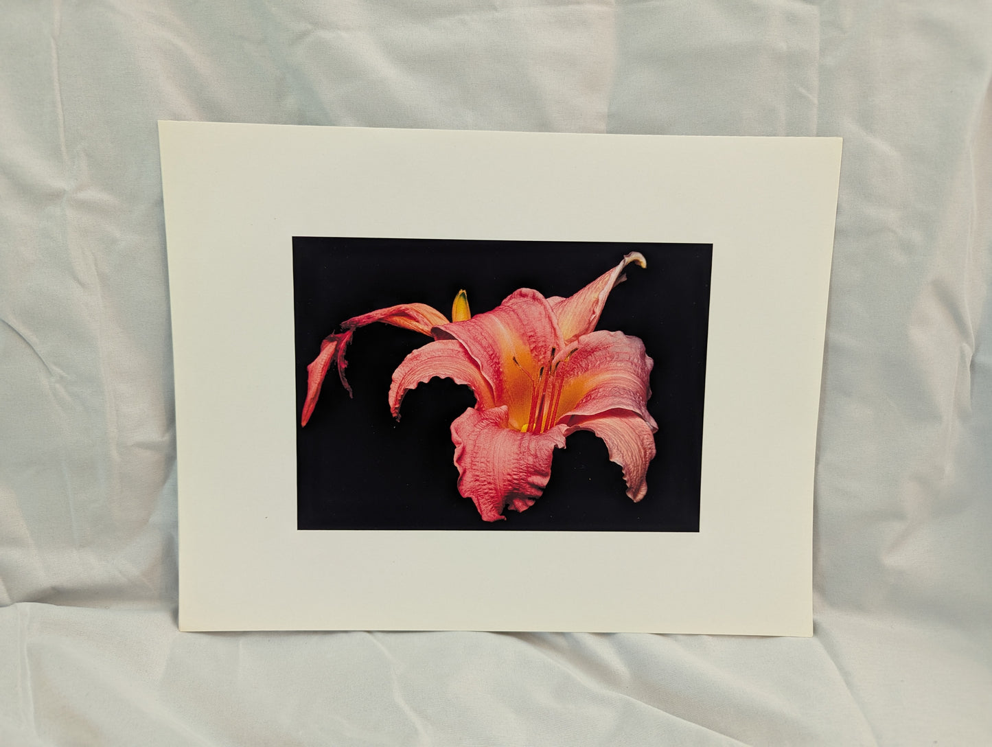 Pink & Orange Lily