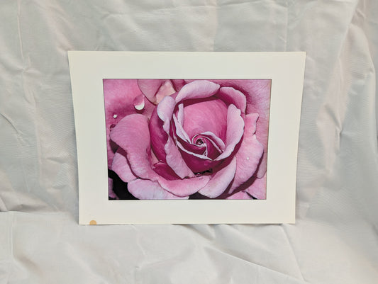 Closeup Rose