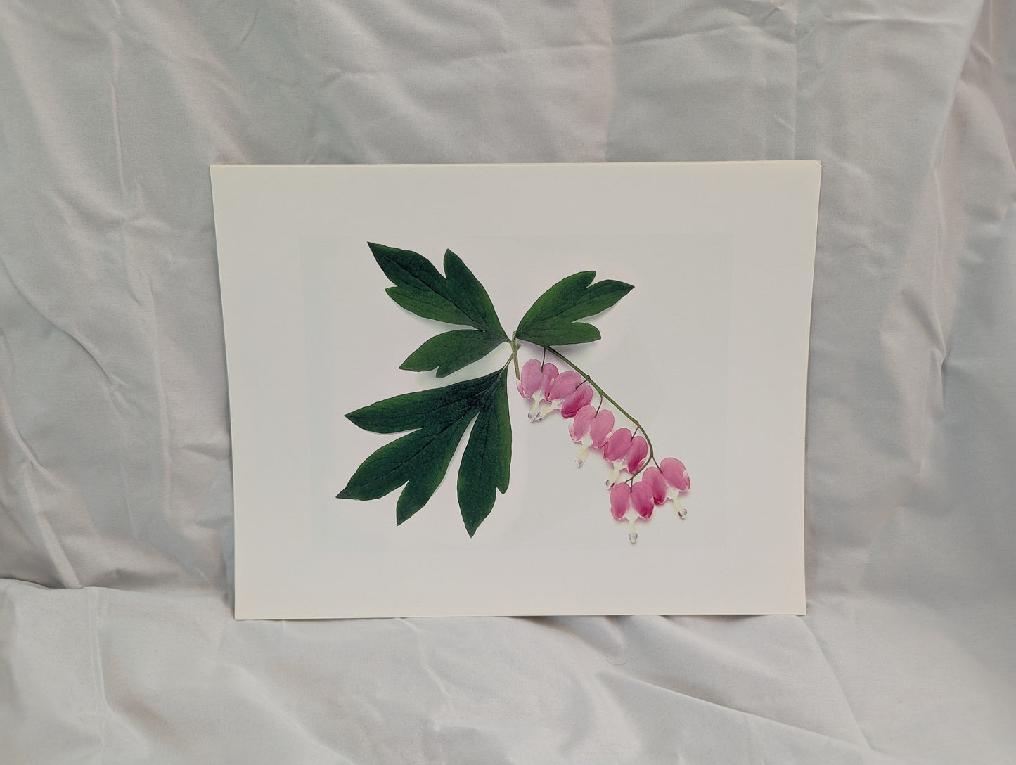 Pink Bleeding Heart