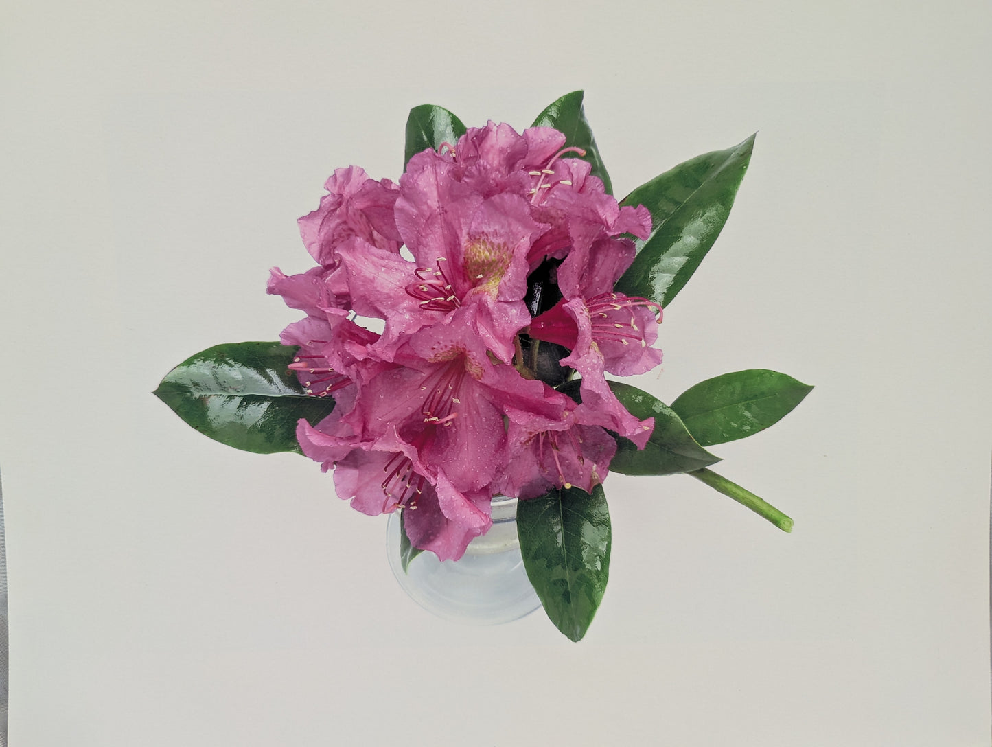 Watery Azaleas